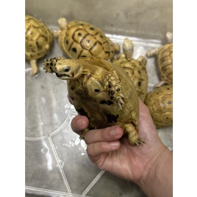 画像3: イエローアラブギリシャリクガメ
