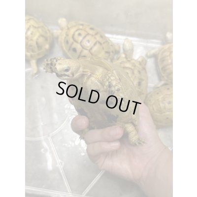 画像3: イエローアラブギリシャリクガメ