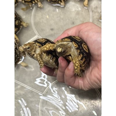 画像3: ヒョウモンリクガメ