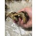 画像3: ヒョウモンリクガメ (3)
