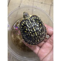 キタニシキハコガメ