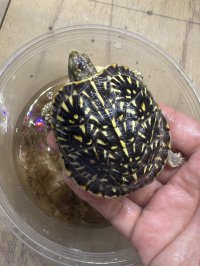 キタニシキハコガメ