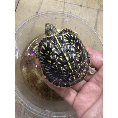 画像1: キタニシキハコガメ