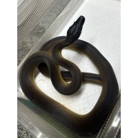 アルバーティスパイソン ノーザン
