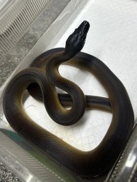 アルバーティスパイソン ノーザン