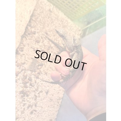 画像2: ヒナタヨロイトカゲ