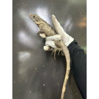 パンダパイドスパイニーテールイグアナ