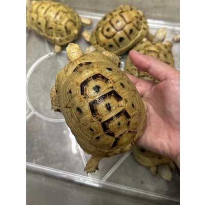 画像2: イエローアラブギリシャリクガメ