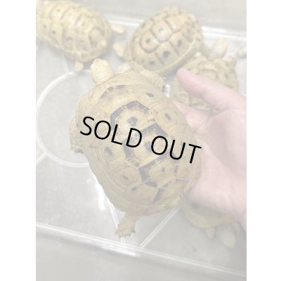 画像2: イエローアラブギリシャリクガメ