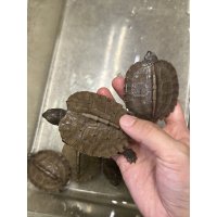 オオヤマガメ