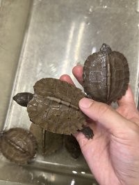 オオヤマガメ