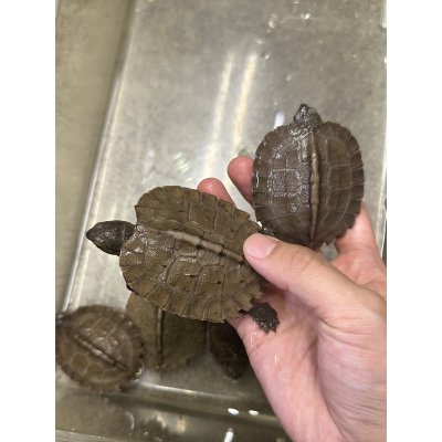 画像1: オオヤマガメ