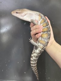 キタアオジタトカゲ ハイポ