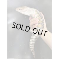 キタアオジタトカゲ ハイポ