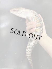 キタアオジタトカゲ ハイポ