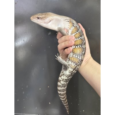 画像1: キタアオジタトカゲ ハイポ