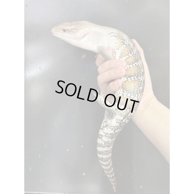 画像1: キタアオジタトカゲ ハイポ