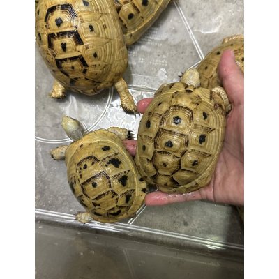 画像4: イエローアラブギリシャリクガメ