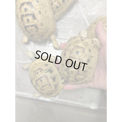 画像4: イエローアラブギリシャリクガメ