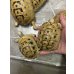 画像4: イエローアラブギリシャリクガメ (4)