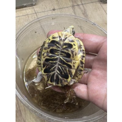 画像3: キタニシキハコガメ