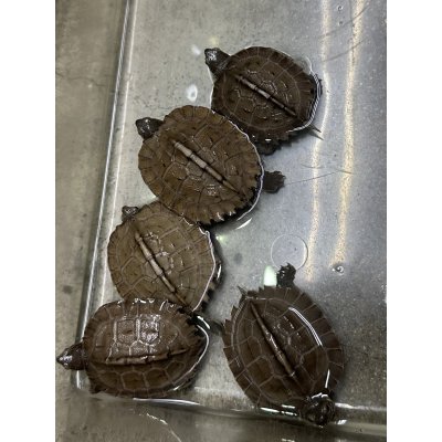 画像2: オオヤマガメ