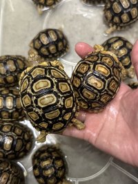 ヒョウモンリクガメ