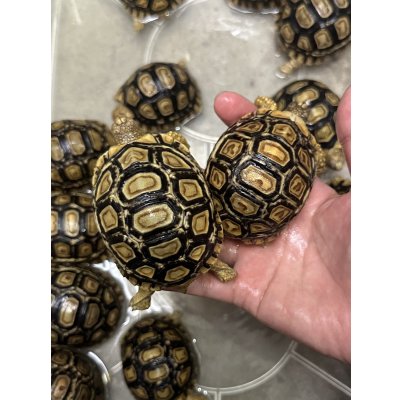 画像1: ヒョウモンリクガメ