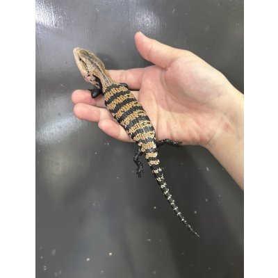 画像2: ハルマヘラアオジタトカゲ