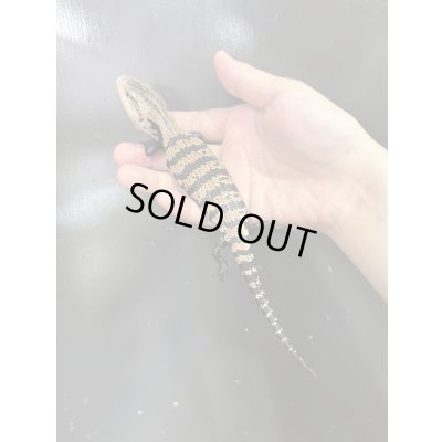 画像2: ハルマヘラアオジタトカゲ