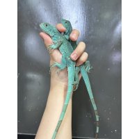 ブルーイグアナ