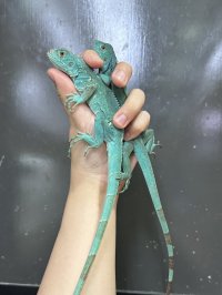 ブルーイグアナ