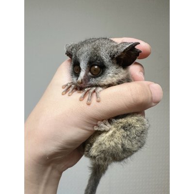 画像4: ショウガラゴ 6/5生 雌