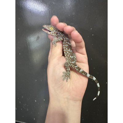 画像3: タイランドトッケイ 雌ベビー