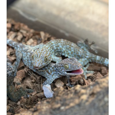 画像2: タイランドトッケイ 雄ベビー