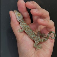 タイランドトッケイ 雄