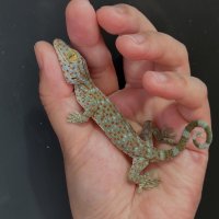 タイランドトッケイ 雄