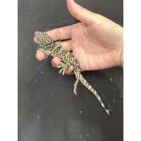タイランドトッケイ 雌