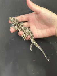 タイランドトッケイ 雌