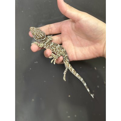 画像1: タイランドトッケイ 雌ベビー