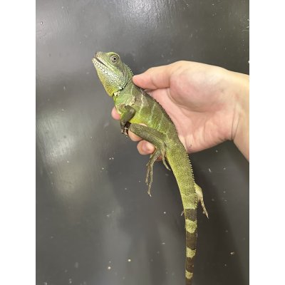 画像2: インドシナウォータードラゴン