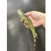 画像2: インドシナウォータードラゴン (2)