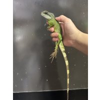 インドシナウォータードラゴン