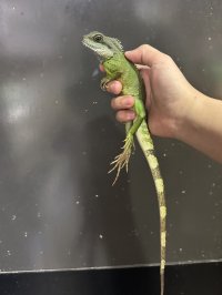 インドシナウォータードラゴン