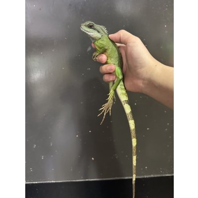 画像1: インドシナウォータードラゴン