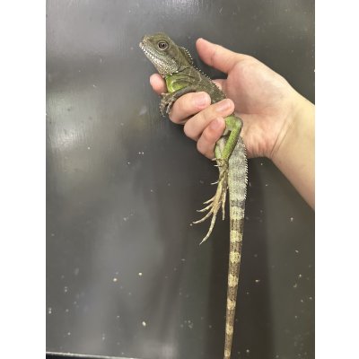 画像3: インドシナウォータードラゴン