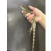 画像3: インドシナウォータードラゴン (3)