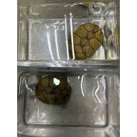 キイロドロガメ　アダルトペア