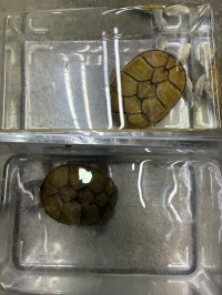 キイロドロガメ　アダルトペア