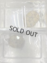 キイロドロガメ　アダルトペア